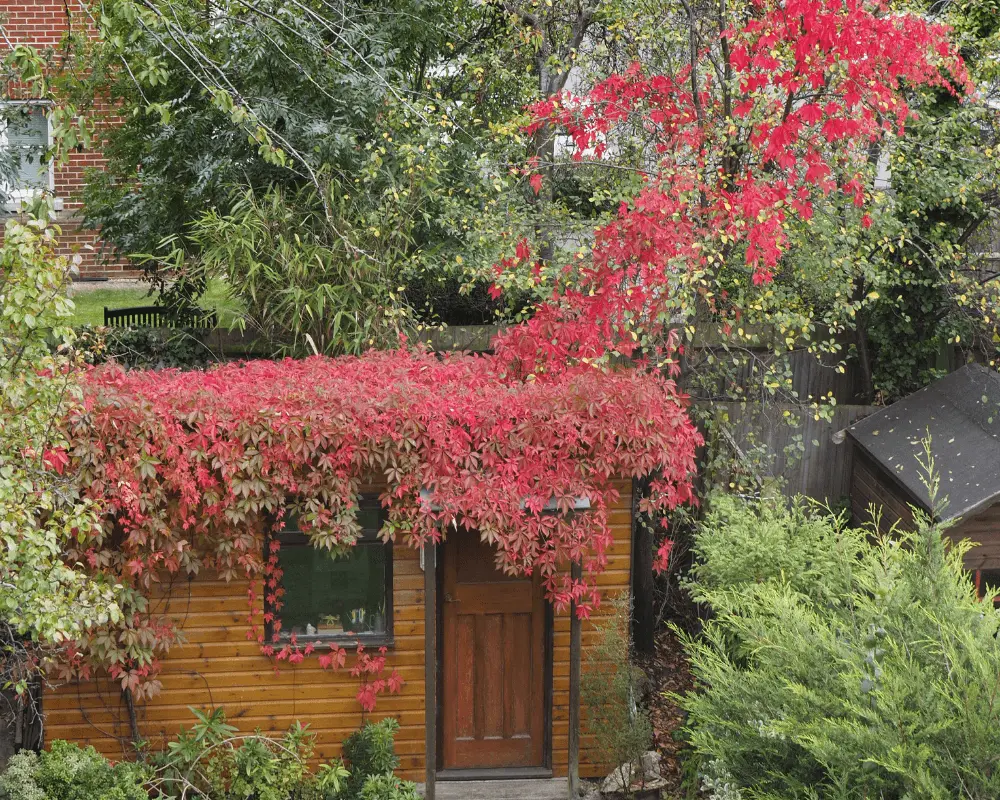 A garden shed that has been turned into an outside home office