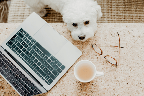 Dog with laptop, coffee and glasses